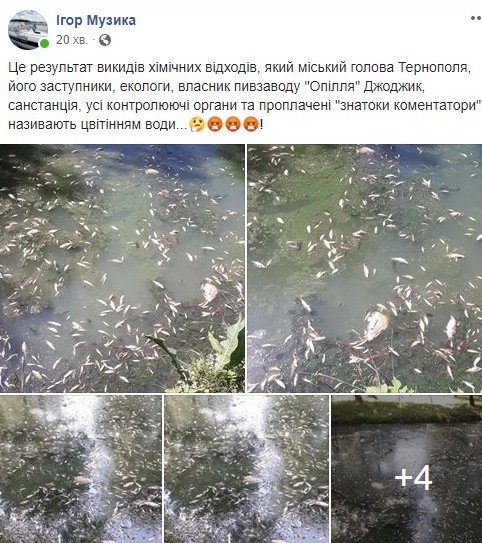 став, тернопіль, пивзавод, опілля, скандал, озера, отрута, ігор музика, фото, тернопільський тиждень