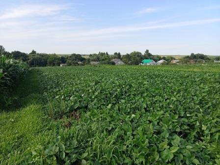 городище, козівський район, земля, продаж, оренда, відео, фото, тернопільська область, староста, тернопільський тиждень